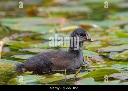 Moorhen-Küken (Gallinula chloropus) in einem stillgelegt Kanal voller Vegetation Stockfoto