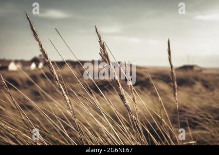 Wildes Gras wächst auf den Sanddünen Blackpool und Lytham St Annes Stockfoto