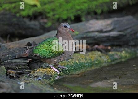 Grau-kappige Smaragdtaube (Chalcophaps indica indica) erwachsenes Männchen, das am Waldpool Kaeng Krachan, Thailand, steht November Stockfoto