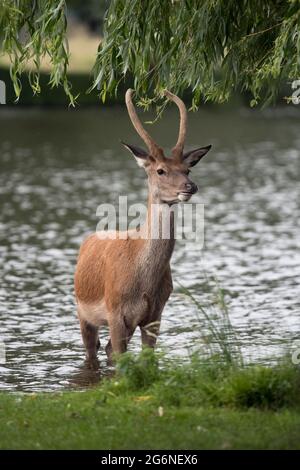 Junger Hirsch mit ziemlich neuen wachsenden Geweihen Stockfoto