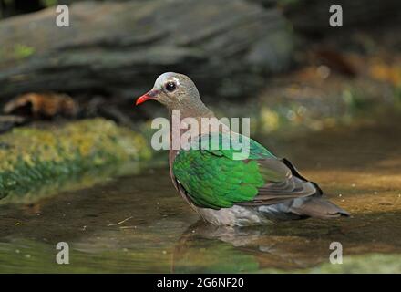 Grau-kappige Smaragdtaube (Chalcophaps indica indica) erwachsenes Männchen, das im Waldpool Kaeng Krachan, Thailand, baden kann November Stockfoto