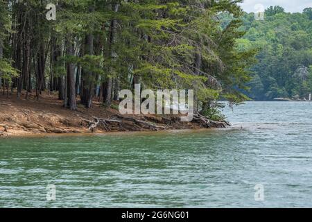 Erosion mit freiliegenden Baumwurzeln und rauer Küstenlinie am Lake Lanier in Georgien an einem hellen Tag im Frühling Stockfoto