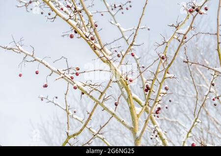 Die rote Frucht des Crataegus monogyna, bekannt als Weißdorn oder einsaat Weißdorn. Eisiger Schnee auf dem Beerenbaum. Stockfoto