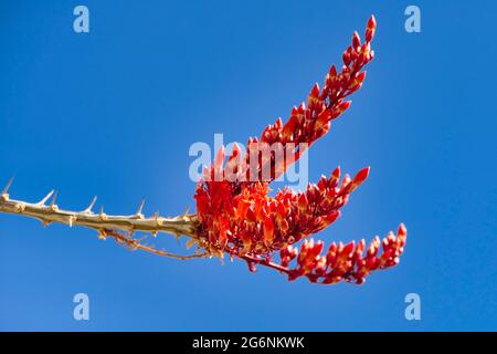 Blüten von Ocotillo (Fouquieria splendens), auch candlewood genannt, Schlangenholz, Kutscheibe, Weinkaktus und Jakobsstab, vor einem klaren blauen Himmel Stockfoto