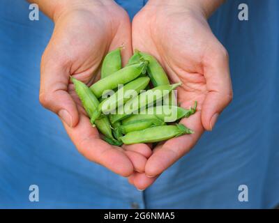 Frisch geerntete grüne Erbsen in den Händen. Nahaufnahme. Stockfoto