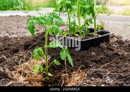 Tomatensämlinge im Garten. Umweltfreundliche Sämlinge in Kunststoffbehältern sind bereit für die Pflanzung. Sämlinge für den Stadtgarten auf einem hohen, warmen Bett. Stockfoto