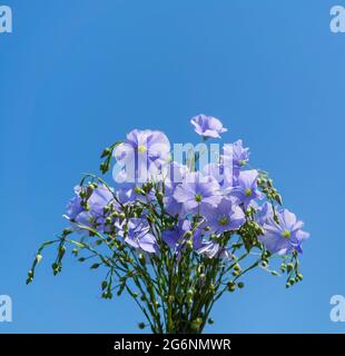 Flachs Blumen isoliert auf blauem Himmel Hintergrund. Linum Usitatissimum, Leinsamen-Pflanze aus Leinsamen oder Blüten. Stockfoto