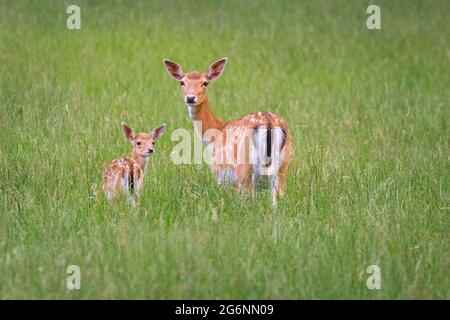 Duelmen, NRW, Deutschland. Juli 2021. Ein Damhirsch (dama dama) Weibchen (doe) kümmert sich ruhig um ihr verspieltes kleines Rehkitz auf dem Grasland im Duelmen Nature Reserve im Münsterland. Kredit: Imageplotter/Alamy Live Nachrichten Stockfoto