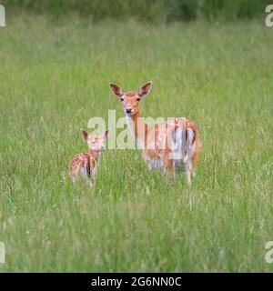 Duelmen, NRW, Deutschland. Juli 2021. Ein Damhirsch (dama dama) Weibchen (doe) kümmert sich ruhig um ihr verspieltes kleines Rehkitz auf dem Grasland im Duelmen Nature Reserve im Münsterland. Kredit: Imageplotter/Alamy Live Nachrichten Stockfoto