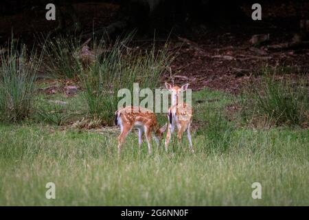 Duelmen, NRW, Deutschland. Juli 2021. Am Waldrand im Naturschutzgebiet Duelmen im Münsterland grasen zwei kleine Damhirsche (dama dama). Kredit: Imageplotter/Alamy Live Nachrichten Stockfoto