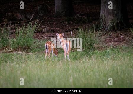 Duelmen, NRW, Deutschland. Juli 2021. Am Waldrand im Naturschutzgebiet Duelmen im Münsterland grasen zwei kleine Damhirsche (dama dama). Kredit: Imageplotter/Alamy Live Nachrichten Stockfoto