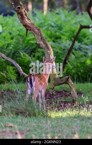 Duelmen, NRW, Deutschland. Juli 2021. Ein kleines Damhirsch (dama dama) erkundet am Waldrand im Duelmen Nature Reserve in der Landschaft des Münsterland. Kredit: Imageplotter/Alamy Live Nachrichten Stockfoto