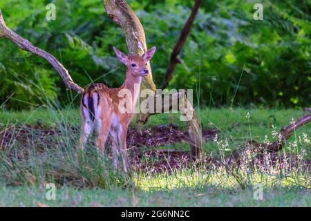 Duelmen, NRW, Deutschland. Juli 2021. Ein kleines Damhirsch (dama dama) erkundet am Waldrand im Duelmen Nature Reserve in der Landschaft des Münsterland. Kredit: Imageplotter/Alamy Live Nachrichten Stockfoto