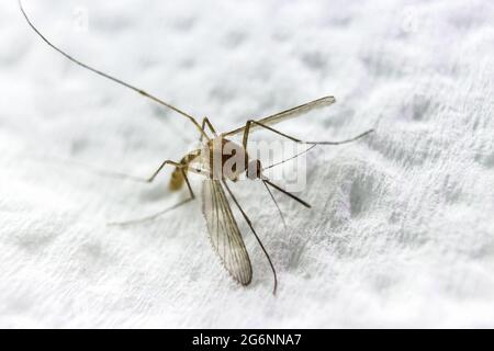 Schönes Nahaufnahme-Foto einer Mücke, die in einen weißen Stoff beißt Stockfoto