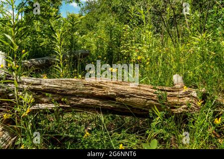 Ein verfaulender, gefallener Baum inmitten des üppigen Grüns eines wilden Waldes Stockfoto