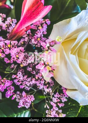 Nahaufnahme Hintergrund der Blumen Strauß Rosen Babys Atem Blumen bunt rot lila Stockfoto