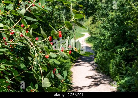 Wald, rote Beeren hängen von einem Busch im Wald von der Seite in der Nähe eines gewundenen Pfades Stockfoto