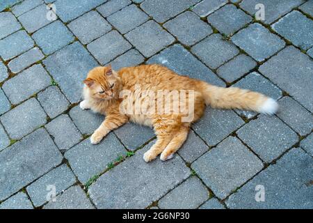 Helle Ingwerkatze liegt auf blauen Steinplatten Stockfoto