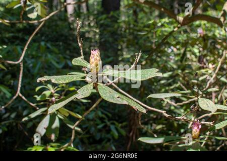 Rhododendron Knospe blüht in einem alten Wald Stockfoto