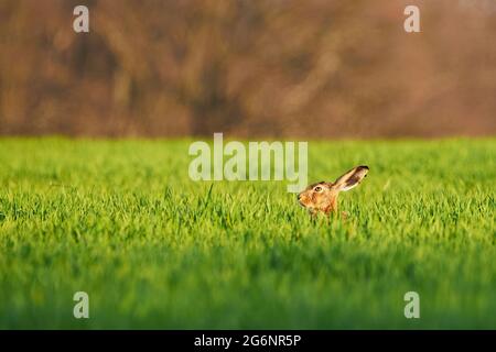 Europäischer Hase versteckt sich im Gras (Lepus Europaeus) Stockfoto