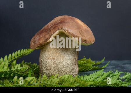 Große Waldpilz braune Birke in Form eines Hauses, das Konzept des Kaufs eines Hauses, Hypothek, Träume von Ihrem eigenen Haus. Stockfoto