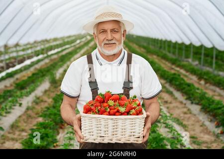 Glücklicher alter Mann in Uniform und Hut auf Erdbeerplantage mit Korb von süßen Beeren in den Händen stehend. Erfahrener Landwirt lächelt und blickt auf die Kamera im Freien. Stockfoto