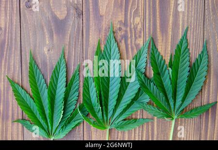 Cannabisblätter auf Holzhintergrund. Selektiver Fokus Stockfoto