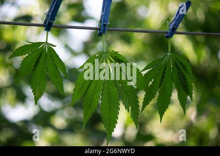 Konzept drei Blätter von Cannabis werden an einem Seil getrocknet. Selektiver Fokus Stockfoto