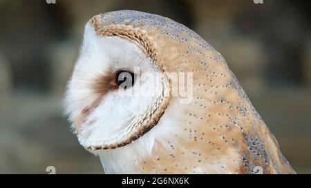 Detail eines Kopfkauzes Tyto alba Stockfoto