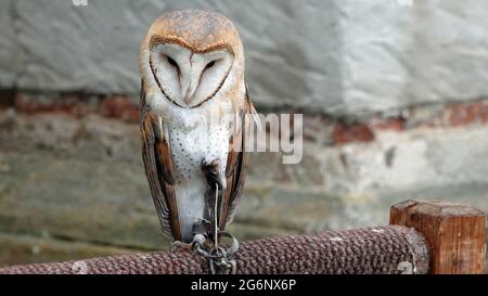 Detail einer Scheune Eule Tyto alba sitzt auf einem Barsch. Stockfoto