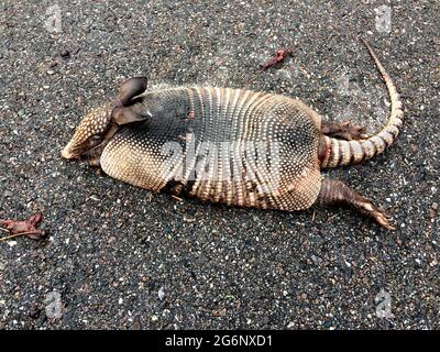 Dieser junge neunbanderige Gürteltier (Dasypus novemcinctus) liegt tot auf einer schwarzen Straße im Zentrum von Florida, USA. Das gepanzerte Säugetier war ein Opfer seiner eigenen ungewöhnlichen Eigenschaft, mehrere Füße in die Luft zu springen, wenn sie erschrocken oder erschreckt wurde -- die Kreatur wurde getötet, als sie in die Unterseite eines sich bewegenden Fahrzeugs sprang, das das kleine Gürteltier überspannt, um es nicht zu treffen. Von den 20 Armadillo-Arten, die in ganz Amerika existieren, ist das neunbanderige Armadillo das einzige, das in den USA gefunden wird. Dieses meist nachtaktive Tier ist in Florida mit Ausnahme der Everglades und der Keys üblich. Stockfoto