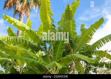 Tropische Bananenpflanze mit tropischen Blättern auf einer subtropischen Insel vor tiefblauem Himmel. Stockfoto