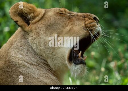 Duisburger Zoo, weibliche Löwen, Panthera leo, NRW, Deutschland Stockfoto