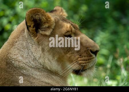 Duisburger Zoo, weibliche Löwen, Panthera leo, NRW, Deutschland Stockfoto