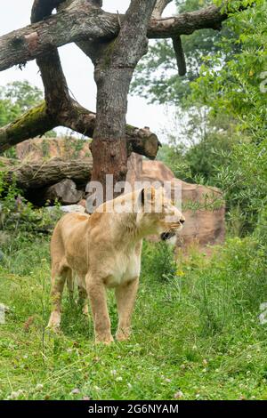 Duisburger Zoo, weibliche Löwen, Panthera leo, NRW, Deutschland Stockfoto