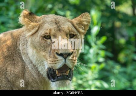 Duisburger Zoo, weibliche Löwen, Panthera leo, NRW, Deutschland Stockfoto