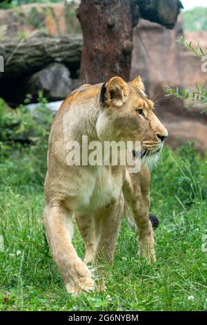 Duisburger Zoo, weibliche Löwen, Panthera leo, NRW, Deutschland Stockfoto