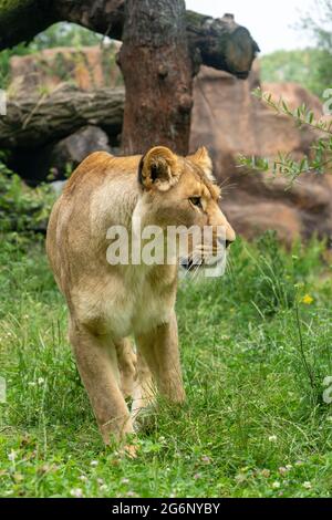 Duisburger Zoo, weibliche Löwen, Panthera leo, NRW, Deutschland Stockfoto