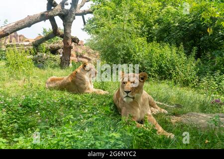 Duisburger Zoo, weibliche Löwen, Panthera leo, NRW, Deutschland Stockfoto