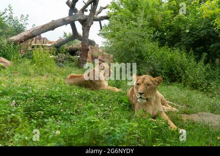 Duisburger Zoo, weibliche Löwen, Panthera leo, NRW, Deutschland Stockfoto