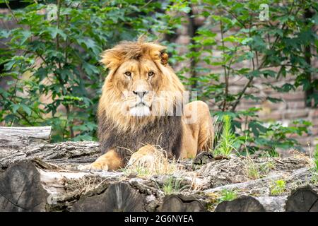 Duisburger Zoo, männlicher Löwe, Panthera leo, NRW, Deutschland Stockfoto