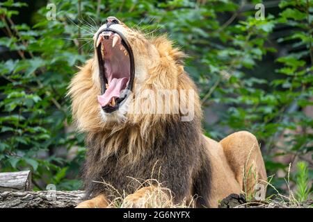 Duisburger Zoo, männlicher Löwe, Panthera leo, NRW, Deutschland Stockfoto