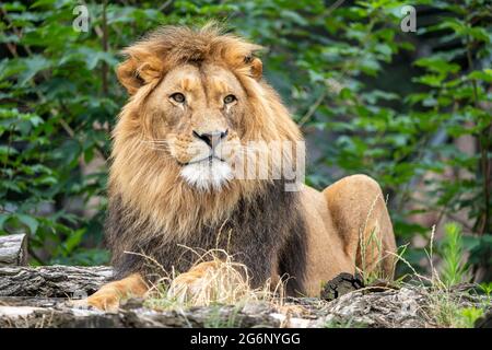 Duisburger Zoo, männlicher Löwe, Panthera leo, NRW, Deutschland Stockfoto