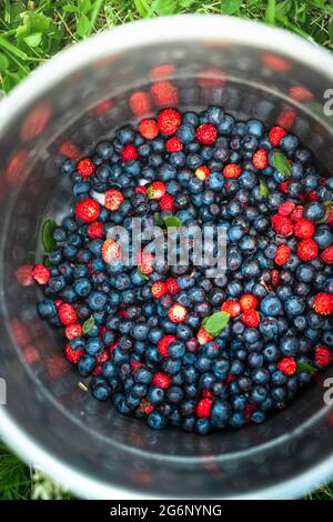 Heidelbeeren und wilde Erdbeeren in einem Stahltopf, der auf einer grünen Wiese steht. Saftige Früchte der Sommersaison. Stockfoto