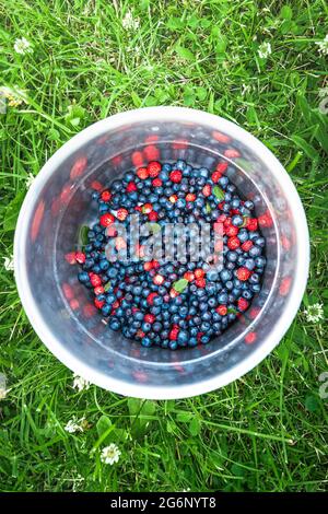 Heidelbeeren und wilde Erdbeeren in einem Stahltopf, der auf einer grünen Wiese steht. Saftige Früchte der Sommersaison. Stockfoto