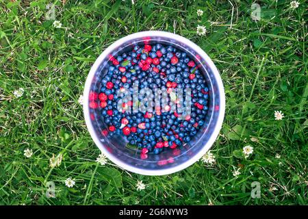 Heidelbeeren und wilde Erdbeeren in einem Stahltopf, der auf einer grünen Wiese steht. Saftige Früchte der Sommersaison. Stockfoto