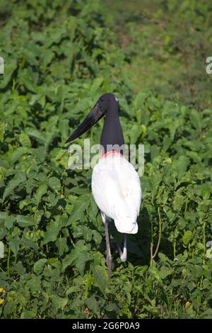 Nahaufnahme des Jabiru Storchs (Jabiru mycteria), der im Feld des grünen Sumpfes Transpantaneira, Pantanal, Brasilien, läuft. Stockfoto