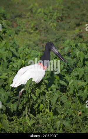 Nahaufnahme des Storchs Jabiru (Jabiru mycteria), der im Feld des grünen Sumpfes Transpantaneira, Pantanal, Brasilien, spazierend ist. Stockfoto