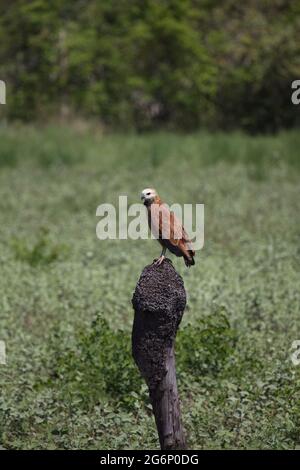 Nahaufstellungsporträt des Schwarzhalshabers (Busarellus nigricollis) auf dem Termitenhügel Transpantaneira, Pantanal, Brasilien. Stockfoto