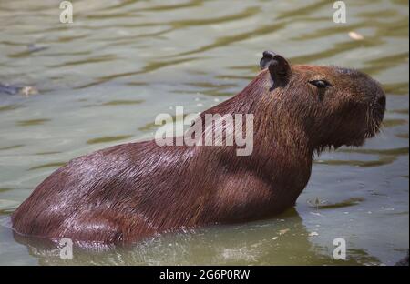 Nahaufnahme auf dem Porträt von Capybara (Hydrochoerus hydrochaeris) beim Baden im grünen Wasser Transpantaneira, Pantanal, Brasilien. Stockfoto